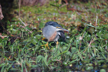 Striated Heron in a marsh in Brazil.