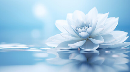 Serene flower floats, echoing the grace of tranquil waters