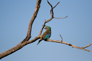 bunter vogel artenschutz umwelt natur Artenvielfalt Racke Rackenvogel