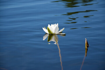 Beautiful white lotus flower and lily round leaves on the water after rain in river close up