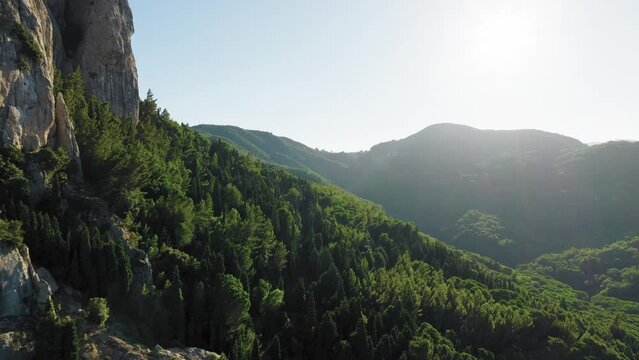 Tree forest in Calabria national park aerial view