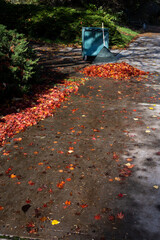 Rake and pile of fallen maple leaves on a sidewalk ready to scoop into a yard waste container, fall cleanup on a sunny day
