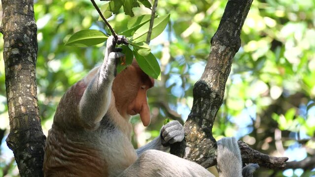 an alpha male proboscis monkey in the wild, sitting on tree and eating mangrove leaves at Tarakan, Indonesia. Proboscis monkey foraging at mangrove forest. Wild nature stock footage.