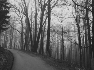 Grayscale of a countryside road