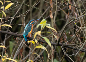 Kingfisher sitting on the branch. Poland