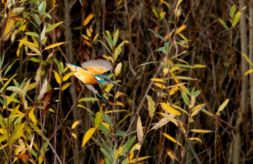 Kingfisher flying towards water. Poland