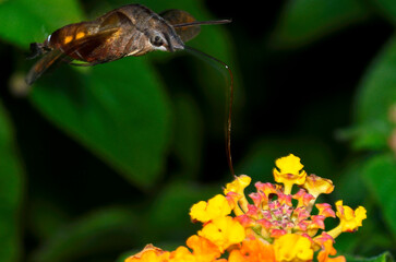 花の蜜を吸う蛾　ホシホウジャク