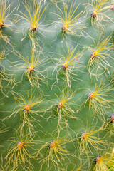 Galapagos island cactus