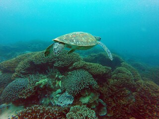 Obraz premium Closeup shot of a huge turtle in the sea in Bali, Indonesia.