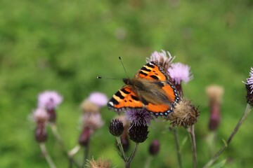 Obraz premium Small tortoiseshell butterfly on thistle flowers.