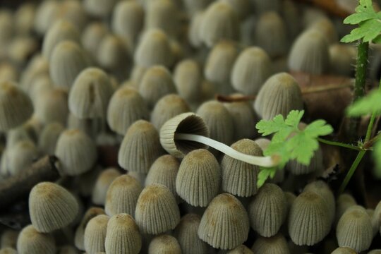 Fairy inkcap mushrooms in the forest.