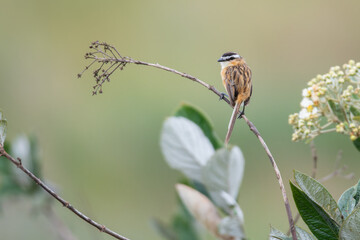papa-moscas-do-campo (Culicivora caudacuta)