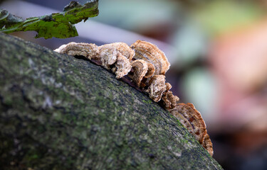 Fungi on a tree trunk