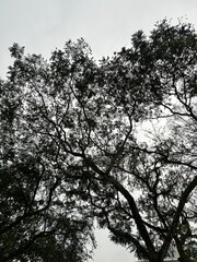 silhouette of a tree