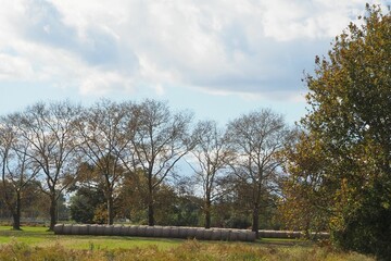 Beautiful view of a park with high trees in autumn