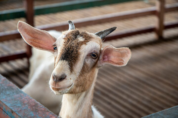 Fototapeta premium Goats in wooden shelter of goat farm