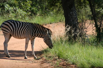 Zebra Huftier herde streifen schwarz weis Steppe safari südafrika tierrreich artenvielfalt...