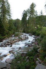 Fototapeta na wymiar Beautiful fast-flowing river in the rocky mountains among the pine trees