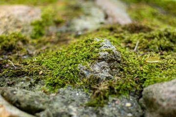 Closeup of mosses,department of higher plants, grown on the surface of a stone