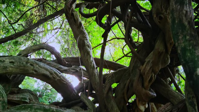 Closeup view of huge old tree with intertwining twigs filmed in a mountain forest from below. Concept of unusual ancient plants growing in woodland of Georgia. Theme of nature and environment