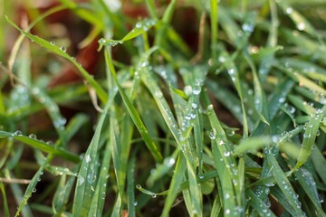 Closeup of a fresh and green plant with drops of dew on its leaves