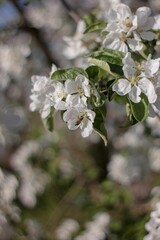 Obraz premium Vertical shot of white blossoms on a tree
