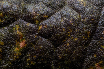 Purplish organic background with yellow spotches from a senescing soybean leaf, inidicating autumn has arrived.