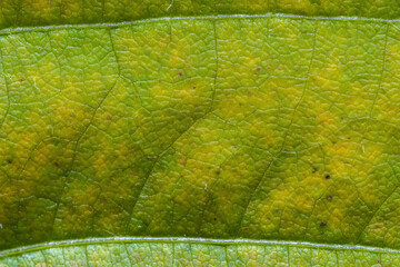 Green organic background with a hint of yellow from a senescing soybean leaf, inidicating the...