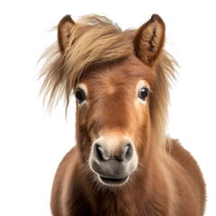Portrait of a shetland pony horse isolated on transparent background