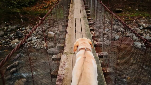 Back view of breed labrador walked on leash across hanging bridge above mountain river. Scenery of pet running on footbridge in Georgian forest. Having active trip together with domestic animal