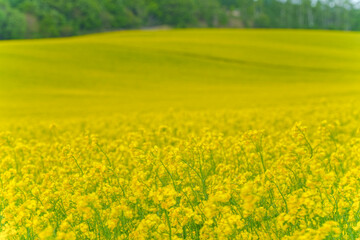 安平町の菜の花畑