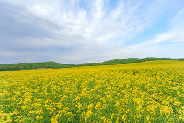 Fototapeta premium 安平町の菜の花畑