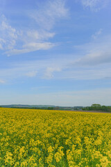 Obraz premium 安平町の菜の花畑