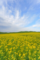 Obraz premium 安平町の菜の花畑