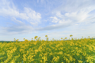 安平町の菜の花畑