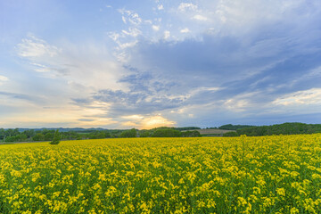 Obraz premium 安平町の菜の花畑