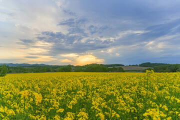 Fototapeta premium 安平町の菜の花畑