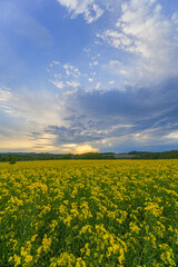 Obraz premium 安平町の菜の花畑