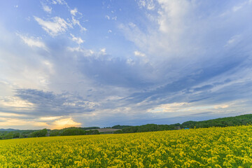 Obraz premium 安平町の菜の花畑