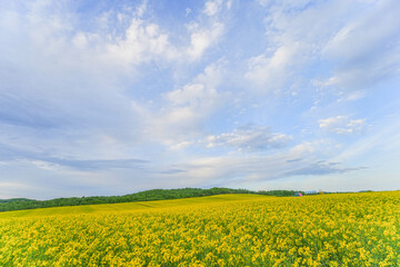 Obraz premium 安平町の菜の花畑