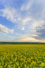 安平町の菜の花畑