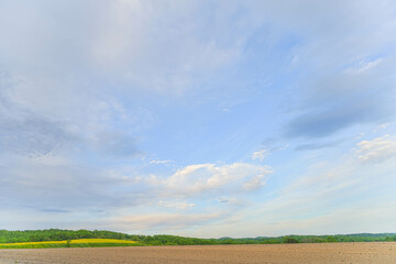 安平町の菜の花畑