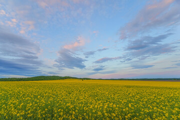 安平町の菜の花畑