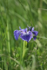 Closeup of a beautiful iris in a green meadow.