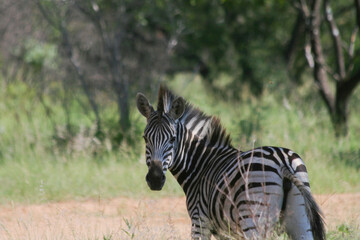 Fototapeta premium Zebra Huftier herde streifen schwarz weis Steppe safari südafrika tierrreich artenvielfalt artenerhalt artenschutz naturschutz wildnis 