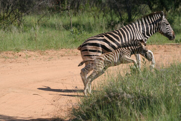 Naklejka na ściany i meble Zebra Huftier herde streifen schwarz weis Steppe safari südafrika tierrreich artenvielfalt artenerhalt artenschutz naturschutz wildnis 