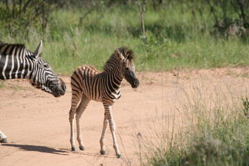 Zebra Huftier herde streifen schwarz weis Steppe safari südafrika tierrreich artenvielfalt...