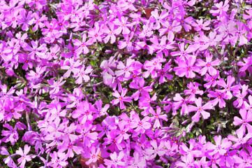 Fototapeta premium purple flowers in the garden