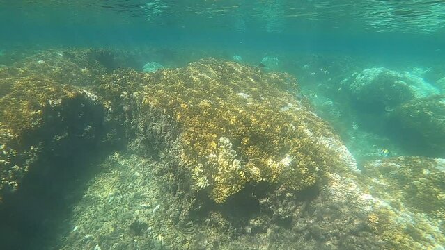 Underwater acquatic life along the coral reefs off the coast of south Mexico
