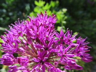close up of purple flowers
